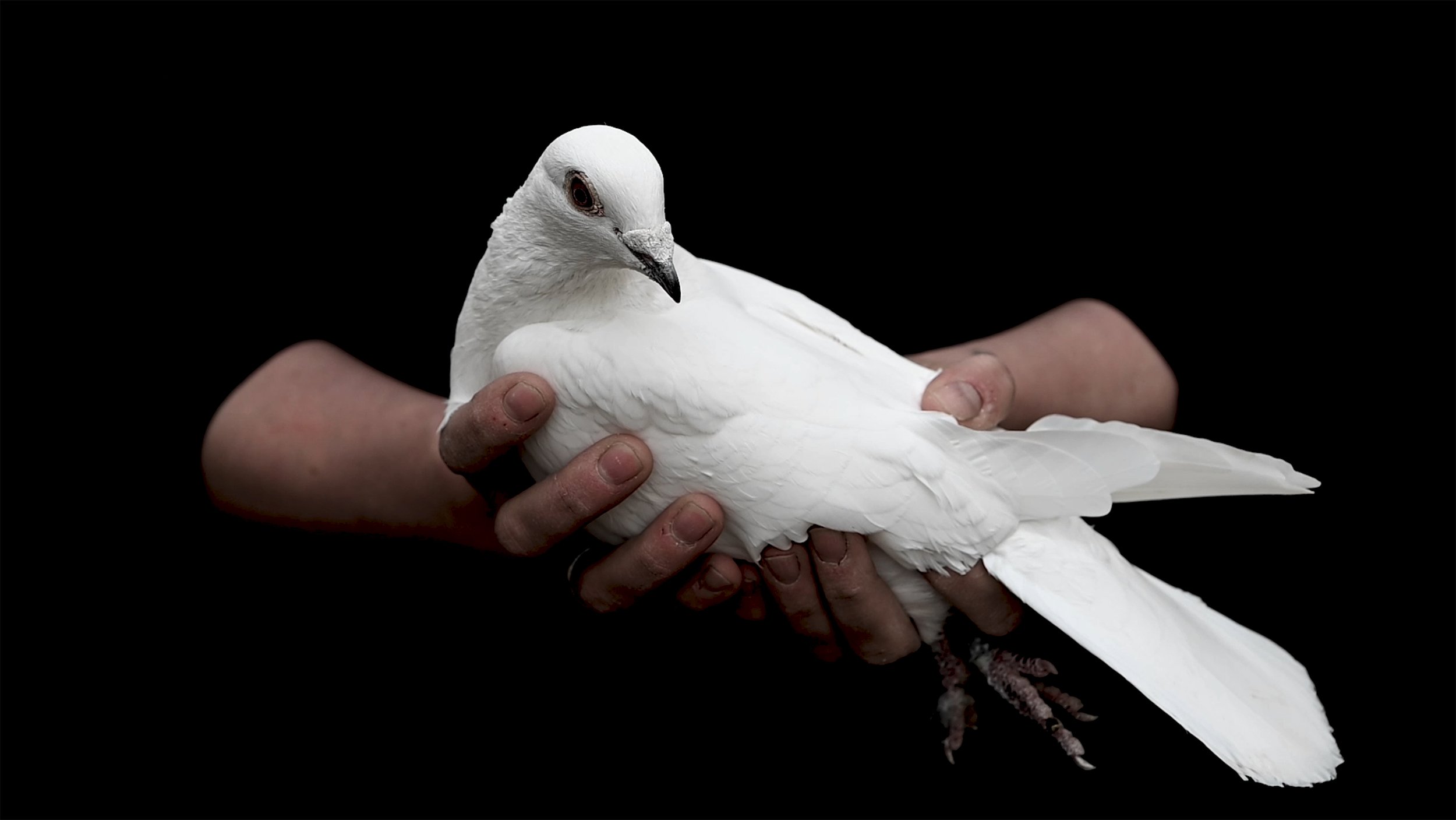 It takes more to fly. Videostill Foto Anja Koehne (3)